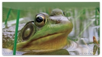 Click on Frog Checkbook Cover For More Details
