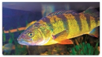 Click on Freshwater Game Fish Checkbook Cover For More Details