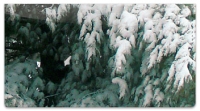 Click on Fresh Snowfall Checkbook Cover For More Details