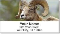 Big Horn Sheep Address Labels