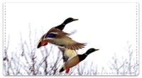Click on Duck Checkbook Cover For More Details