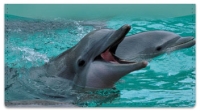 Click on Dolphin Checkbook Cover For More Details