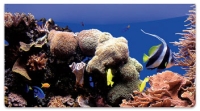 Click on Coral Reef Checkbook Cover For More Details