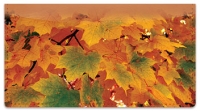 Click on Colors of Fall Checkbook Cover For More Details