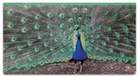 Click on Colorful Peacock Checkbook Cover For More Details