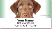 Chocolate Lab Pup Address Labels
