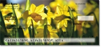 Golden-Daffodil-Checks