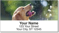 Click on Golden Retriever Address Labels For More Details