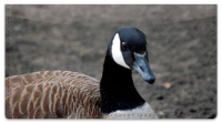 Canada Geese Checkbook Cover