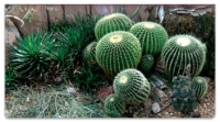 Click on Cactus Garden Checkbook Cover For More Details