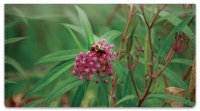 Click on Bee Checkbook Cover For More Details