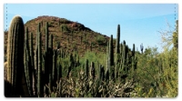 Click on Cactus Checkbook Cover For More Details