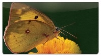 Click on Butterfly Garden Checkbook Cover For More Details