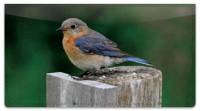 Click on Bluebird Checkbook Cover For More Details