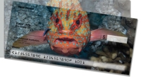 Click on Blue Dot Grouper Side Tear For More Details