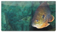 Click on Bluegill Checkbook Cover For More Details