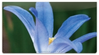 Click on Blue Flower Checkbook Cover For More Details