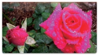 Click on Blooming Rose Checkbook Cover For More Details