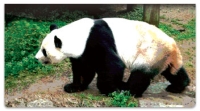 Click on Bears of the World Checkbook Cover For More Details