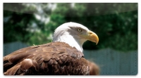 Bald Eagle Checkbook Cover