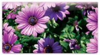 Click on Backyard Flower Garden Checkbook Cover For More Details