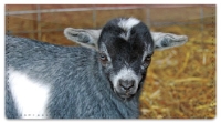 Click on Baby Goat Checkbook Cover For More Details