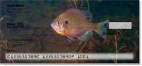 Click on Bluegill Checks For More Details
