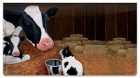 Click on Contemplating Cats 3 Checkbook Cover For More Details