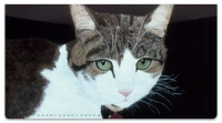 Click on World of Cats 2 Checkbook Cover For More Details
