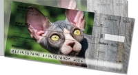 Click on Sphynx Cat Side Tear For More Details