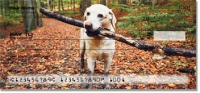 Click on Labrador Checks For More Details