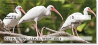 White Ibis Checks