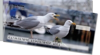Click on Seagull For More Details