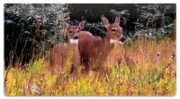 Watercolor Deer Checkbook Cover