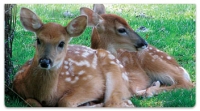 Click on Twin Baby Animal Checkbook Cover For More Details