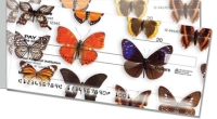 Click on Butterfly Collection Side Tear For More Details