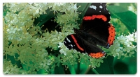 Click on Red Admiral Butterfly Checkbook Cover For More Details