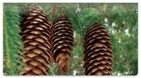 Click on Pine Tree Checkbook Cover For More Details