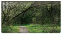 Nature Trail Checkbook Cover