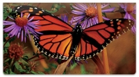 Click on Milkweed Butterfly Checkbook Cover For More Details
