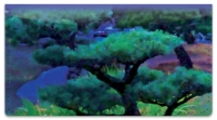 Click on Midnight Garden Checkbook Cover For More Details