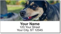 Click on Dog & Cat Address Labels For More Details