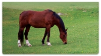 Click on Horse Checkbook Cover For More Details