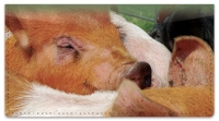 Click on Hog Heaven Checkbook Cover For More Details