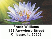 Click on Beautiful Lotus Flowers Labels For More Details