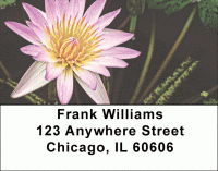 Click on Divine Lotus Flowers Labels For More Details