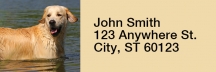 Click on Golden Retriever Rectangle Address Labels For More Details