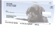 Click on Black Lab Puppies Side Tear Checks For More Details