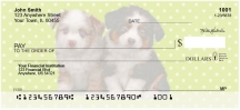 Australian Shepherd Pups Keith Kimberlin  Checks