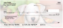 Pit Bull Pups Checks